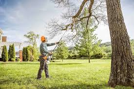 Professional Tree Removal and Landscaping Services in Dickinson, ND